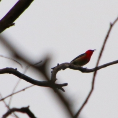 Myzomela sanguinolenta (Scarlet Honeyeater) at Rewan, QLD - 28 Jun 2024 by MB