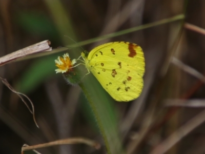 Eurema sp. (Genus) (Grass Yellow Butterflies) at Carnarvon Park, QLD - 28 Jun 2024 by MB