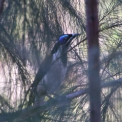 Entomyzon cyanotis (Blue-faced Honeyeater) at Carnarvon Park, QLD - 28 Jun 2024 by MB