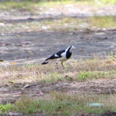 Grallina cyanoleuca (Magpie-lark) at Rewan, QLD - 28 Jun 2024 by MB