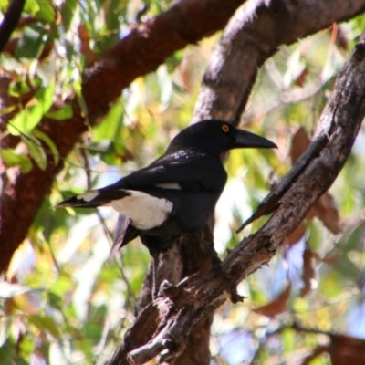 Strepera graculina (Pied Currawong) at Carnarvon Park, QLD - 28 Jun 2024 by MB