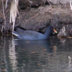 Gallinula tenebrosa (Dusky Moorhen) at Carnarvon Park, QLD - 28 Jun 2024 by MB