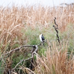 Microcarbo melanoleucos (Little Pied Cormorant) at Jerrabomberra Wetlands - 30 Jun 2024 by JimL