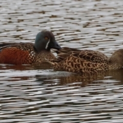 Spatula rhynchotis (Australasian Shoveler) at Jerrabomberra Wetlands - 30 Jun 2024 by JimL