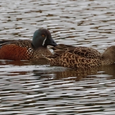 Spatula rhynchotis (Australasian Shoveler) at Jerrabomberra Wetlands - 30 Jun 2024 by JimL