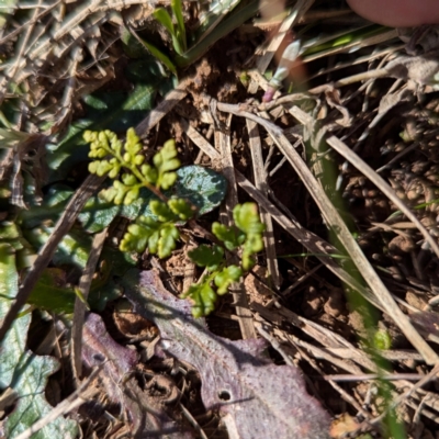 Cheilanthes sieberi subsp. sieberi (Mulga Rock Fern) at Gundary TSR - 29 Jun 2024 by HelenCross