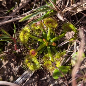 Drosera sp. at Gundary TSR - 29 Jun 2024