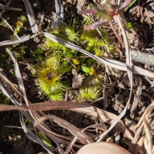 Drosera sp. at Gundary TSR - 29 Jun 2024