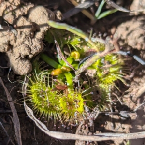 Drosera sp. at Gundary TSR - 29 Jun 2024