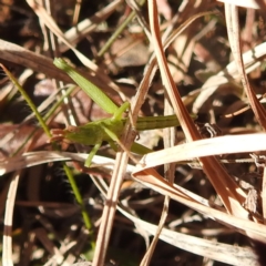 Keyacris scurra (Key's Matchstick Grasshopper) at Goulburn Mulwaree Council - 29 Jun 2024 by HelenCross