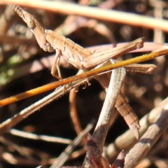 Keyacris scurra (Key's Matchstick Grasshopper) at Goulburn Mulwaree Council - 29 Jun 2024 by HelenCross