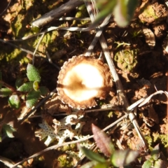 Unidentified Fungus at Gundary TSR - 29 Jun 2024 by HelenCross