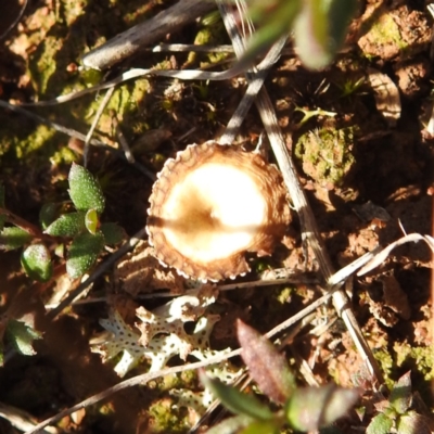Lichenomphalia sp. at Gundary TSR - 29 Jun 2024 by HelenCross