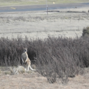 Macropus giganteus at Gundary TSR - 29 Jun 2024