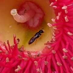 Euryglossina (Euryglossina) sp. (genus & subgenus) at ANBG - 16 Mar 2024 by PaperbarkNativeBees