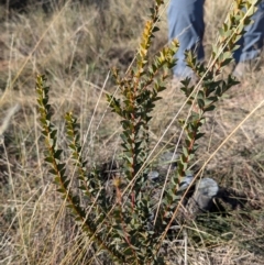 Acacia cultriformis (Knife Leaf Wattle) at Gundary TSR - 29 Jun 2024 by HelenCross