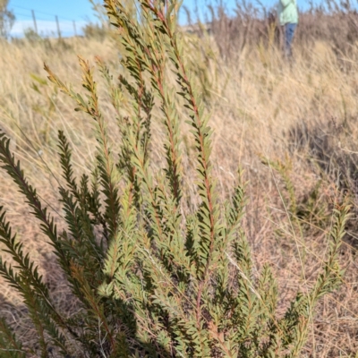 Acacia (genus) (A Wattle) at Gundary TSR - 29 Jun 2024 by HelenCross
