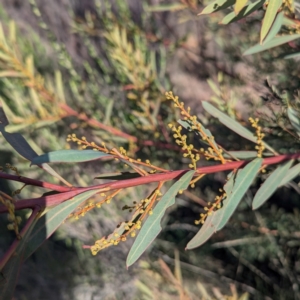 Acacia rubida at Gundary TSR - 29 Jun 2024 01:02 PM