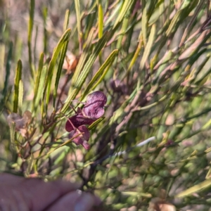 Dodonaea viscosa subsp. angustissima at Gundary TSR - 29 Jun 2024