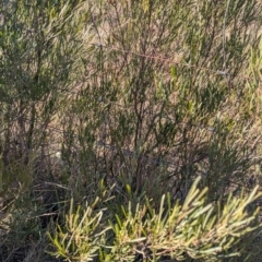 Dodonaea viscosa subsp. angustissima at Gundary TSR - 29 Jun 2024