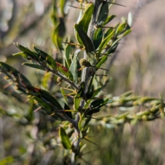 Acacia paradoxa (Kangaroo Thorn) at Gundary TSR - 29 Jun 2024 by HelenCross