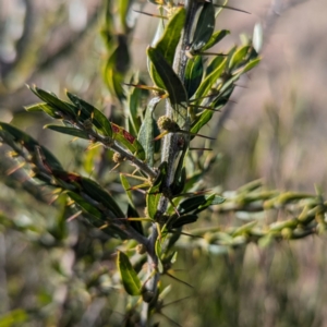 Acacia paradoxa at Gundary TSR - 29 Jun 2024