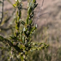 Acacia paradoxa at Gundary TSR - 29 Jun 2024