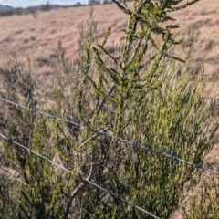 Acacia paradoxa at Gundary TSR - 29 Jun 2024