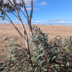 Eucalyptus pauciflora subsp. pauciflora (White Sally, Snow Gum) at Gundary TSR - 29 Jun 2024 by HelenCross