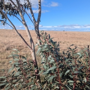 Eucalyptus pauciflora subsp. pauciflora at Gundary TSR - 29 Jun 2024 12:50 PM