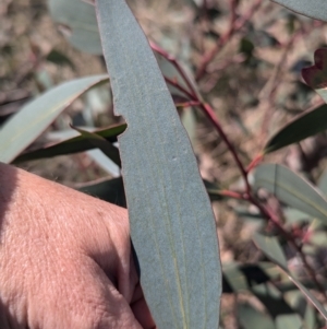 Eucalyptus pauciflora subsp. pauciflora at Gundary TSR - 29 Jun 2024 12:50 PM