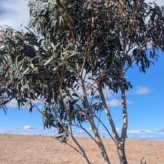 Eucalyptus pauciflora subsp. pauciflora at Gundary TSR - 29 Jun 2024 12:50 PM