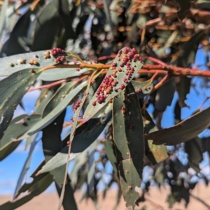 Eucalyptus pauciflora subsp. pauciflora at Gundary TSR - 29 Jun 2024