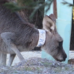 Macropus giganteus at ANBG - 28 Jun 2024 03:40 PM