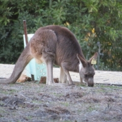 Macropus giganteus at ANBG - 28 Jun 2024 03:40 PM