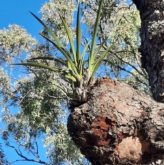 Cymbidium canaliculatum (Tiger Orchid) at Rewan, QLD - 30 Jun 2024 by MB