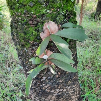 Platycerium veitchii (Silver Elkhorn) at Rewan, QLD - 30 Jun 2024 by MB