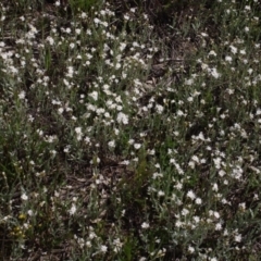 Rhodanthe corymbiflora at Morton Plains, VIC - 18 Sep 2016 02:59 PM
