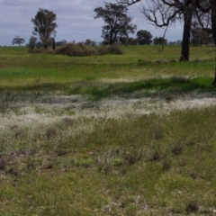 Rhodanthe corymbiflora at Morton Plains, VIC - 18 Sep 2016 02:59 PM
