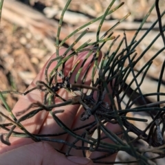 Allocasuarina luehmannii (Bulloak) at Ringwood, NSW - 30 Jun 2024 by Darcy