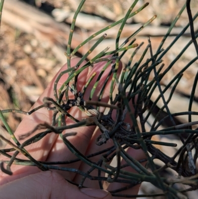 Allocasuarina luehmannii (Bulloak) at Ringwood, NSW - 30 Jun 2024 by Darcy