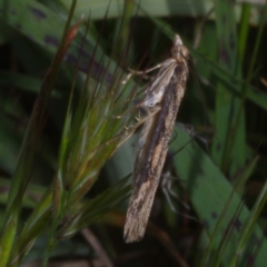 Nomophila corticalis (A Snout Moth) at Morton Plains, VIC - 18 Sep 2016 by WendyEM