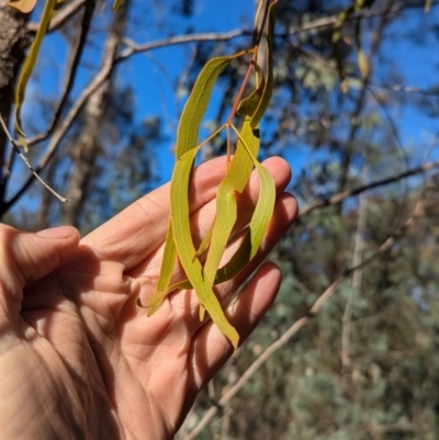 Amyema miquelii (Box Mistletoe) at Ringwood Tank - 30 Jun 2024 by Darcy