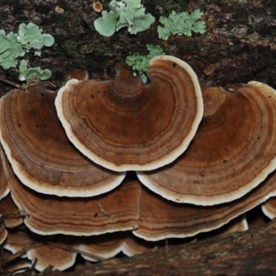 Stereum sp. at BA124 - 30 Jun 2024 by Bushrevival
