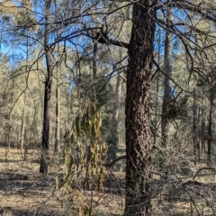 Amyema miquelii (Box Mistletoe) at Ringwood Tank - 30 Jun 2024 by Darcy