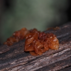 Tremella sp. (Tremella) at BA124 - 29 Jun 2024 by Bushrevival