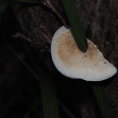 Laetiporus portentosus (White Punk) at BA124 - 30 Jun 2024 by Bushrevival