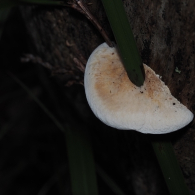 Laetiporus portentosus (White Punk) at BA124 - 30 Jun 2024 by Bushrevival