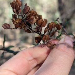 Bursaria spinosa subsp. spinosa (Blackthorn, Boxthorn) at Ringwood Tank - 30 Jun 2024 by Darcy