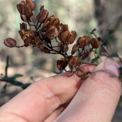 Bursaria spinosa subsp. spinosa (Blackthorn, Boxthorn) at Ringwood Tank - 30 Jun 2024 by Darcy